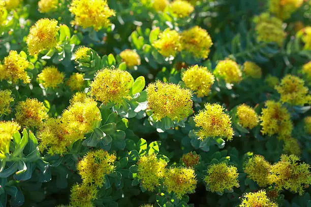Ashwagandha vs Rhodiola: Which Adaptogen Is Right for You?